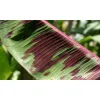 zbliżenie na wzorzysty liść bananowca Musa sumatrana zebrina rojo