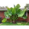 Alocasia olbrzymia macrorrhiza rosnąca w gruncie