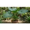 Alocasia Odora rosnąca w ogrodzie
