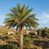 kreteńska palma daktylowa Phoenix theophrasti rosnąca w gruncie