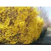 kwitnąca na żółto forsycja pośrednia Goldrausch w parku