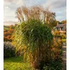 miskant olbrzymi miscanthus giganteus w ogrodzie