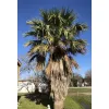 palma kalifornijska Washingtonia filibusta rosnąca w gruncie