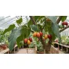 dojrzewające owoce tamarillo, czyli pomidora drzewiastego wieloletniego