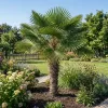 palma mrozoodporna Trachycarpus wagnerianus w gruncie