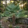 palma mrozoodporna Trachycarpus fortunei x wagnerianus w gruncie