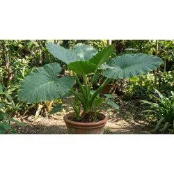 Alocasia Odora rosnąca w ogrodzie