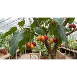 dojrzewające owoce tamarillo, czyli pomidora drzewiastego wieloletniego