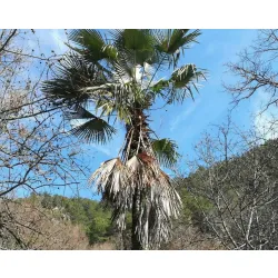 palma mrozoodporna Trachycarpus Kinla Hill w naturalnym środowisku