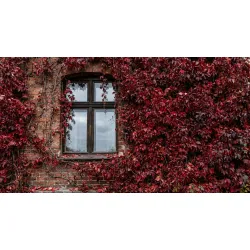 winobluszcz pięciolistkowy pnący się po ścianie domu winobluszcz pięciolistkowy pnący się po ścianie domu