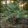 palma mrozoodporna Trachycarpus fortunei x wagnerianus w gruncie