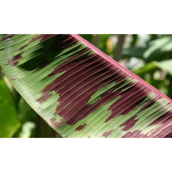 zbliżenie na wzorzysty liść bananowca Musa sumatrana zebrina rojo