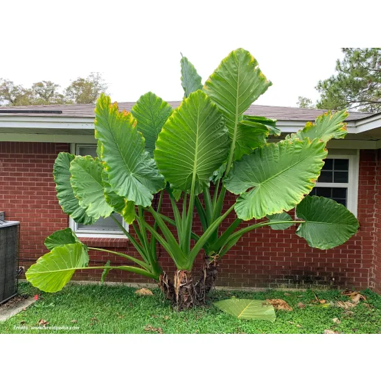 Alocasia olbrzymia macrorrhiza rosnąca w gruncie