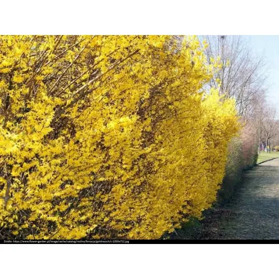 kwitnąca na żółto forsycja pośrednia Goldrausch w parku