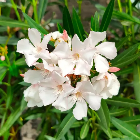 kwitnący oleander biały