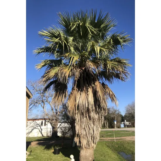 palma kalifornijska Washingtonia filibusta rosnąca w gruncie