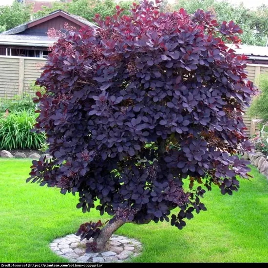 formowany na drzewko perukowiec podolski royal purple w ogrodzie