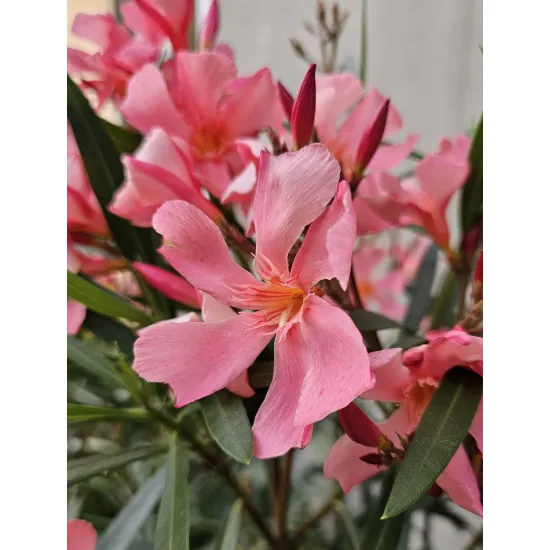 oleander pospolity rosnący w donicy