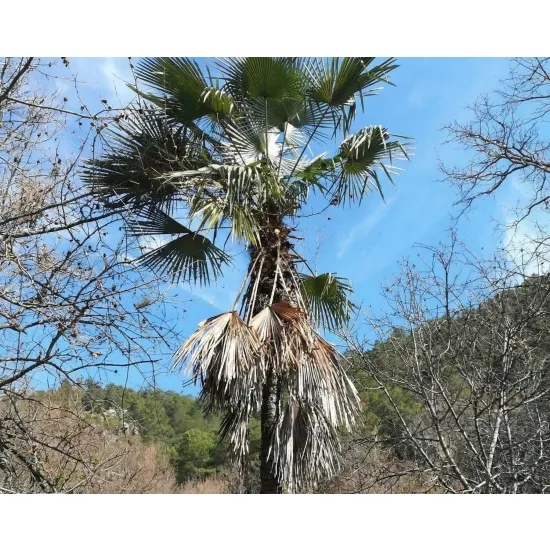 palma mrozoodporna Trachycarpus Kinla Hill w naturalnym środowisku
