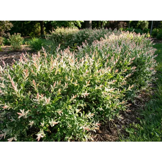 aranżacja w ogrodzie z wierzby hakuro nishiki