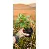 oferowana sadzonka mini kiwi Issai w doniczce