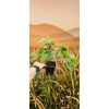 oferowana sadzonka mini kiwi Issai w doniczce