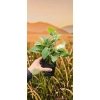 oferowana sadzonka mini kiwi Issai w doniczce