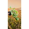 oferowana sadzonka mini kiwi Issai w doniczce
