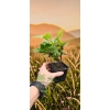oferowana sadzonka mini kiwi Issai w doniczce