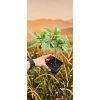 oferowana sadzonka mini kiwi Issai w doniczce