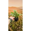 oferowana sadzonka mini kiwi Issai w doniczce