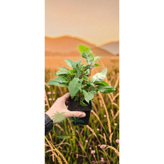 oferowana sadzonka mini kiwi Issai w doniczce
