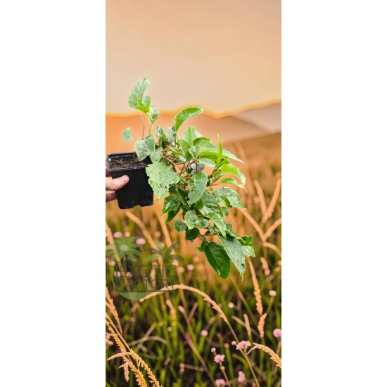 oferowana sadzonka mini kiwi Issai w doniczce