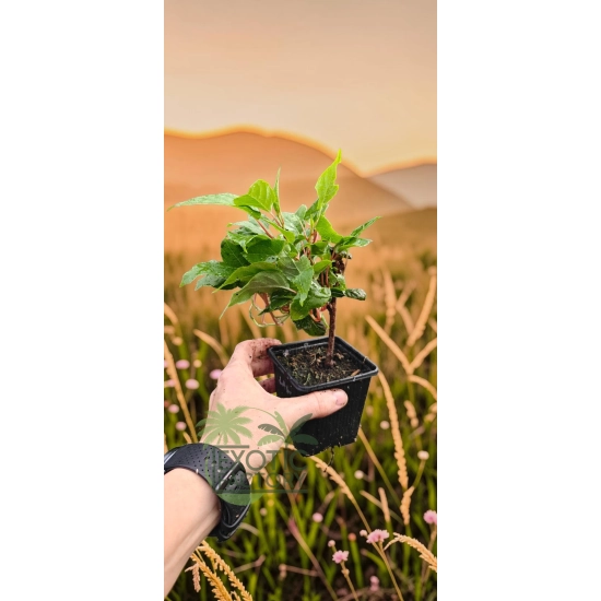 oferowana sadzonka mini kiwi Issai w doniczce