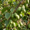 Aktinidia ostrolistna MINI KIWI ISSAI (Actinidia arguta), odmiana obupłciowa, samopylna, sadzonka w doniczce P8