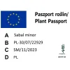 paszport roślin sabal minor