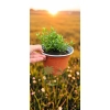 oferowana sadzonka Myrtus communis w doniczce 0,8 litra