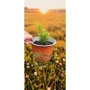 oferowana sadzonka aromatycznego mirtu zwyczajnego