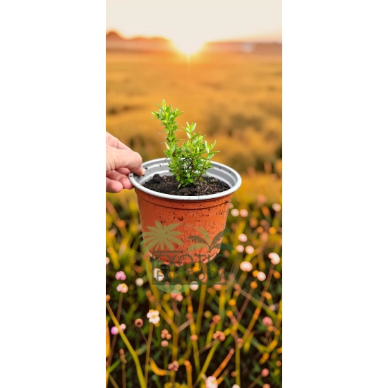 oferowana sadzonka aromatycznego mirtu zwyczajnego