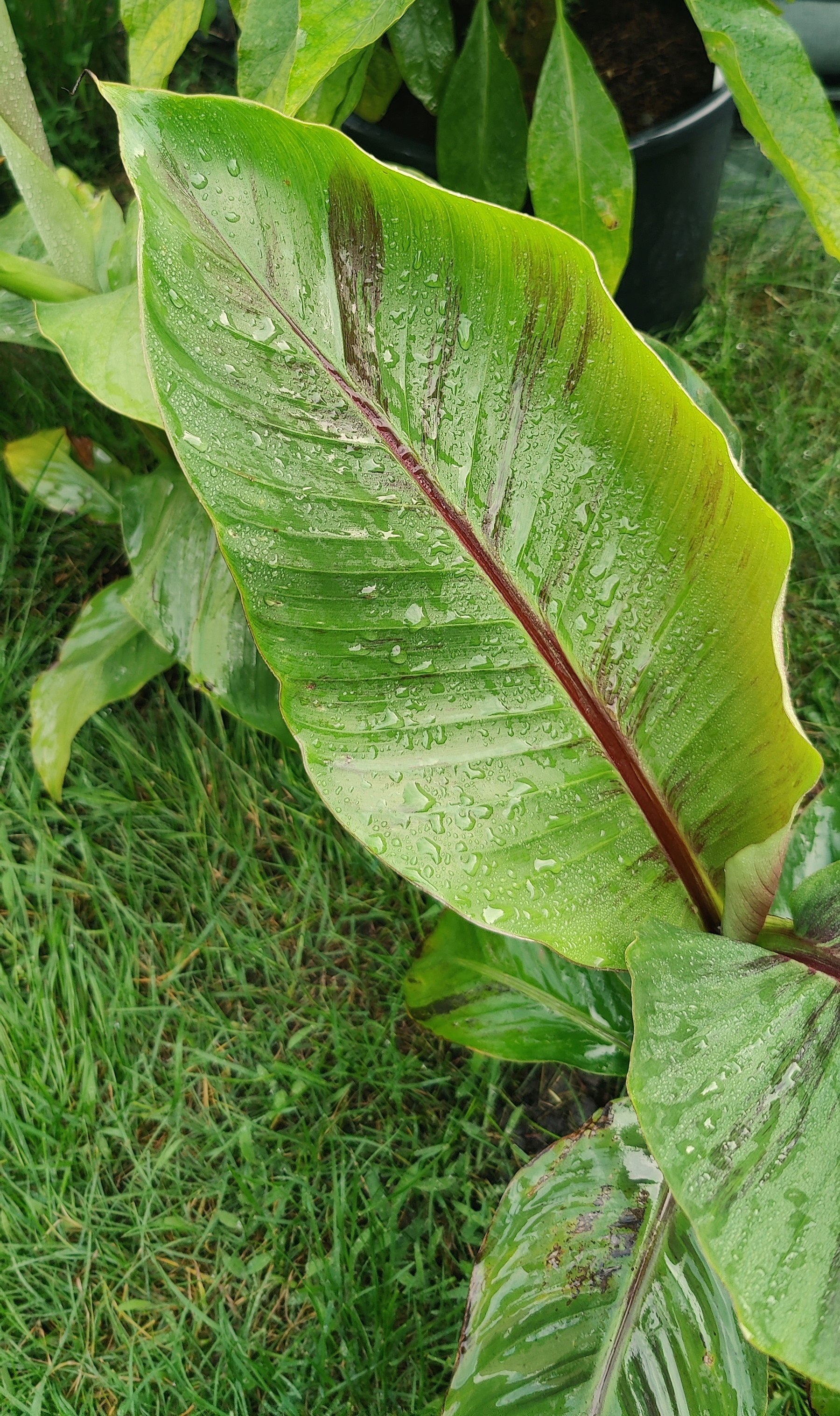 zbliżenie na liść bananowca musa sikkimensis red tiger