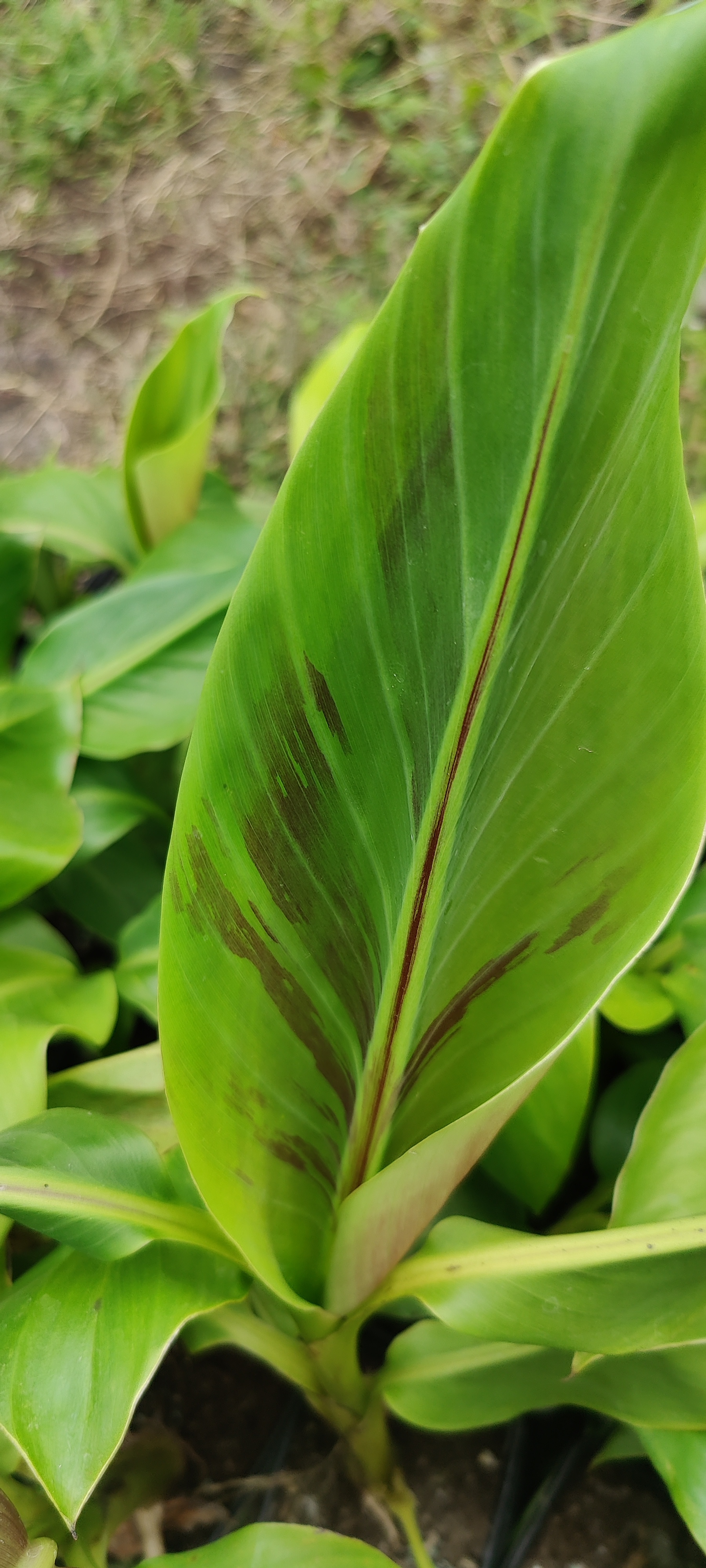 zbliżenie na liść bananowca musa sikkimensis manipur massive