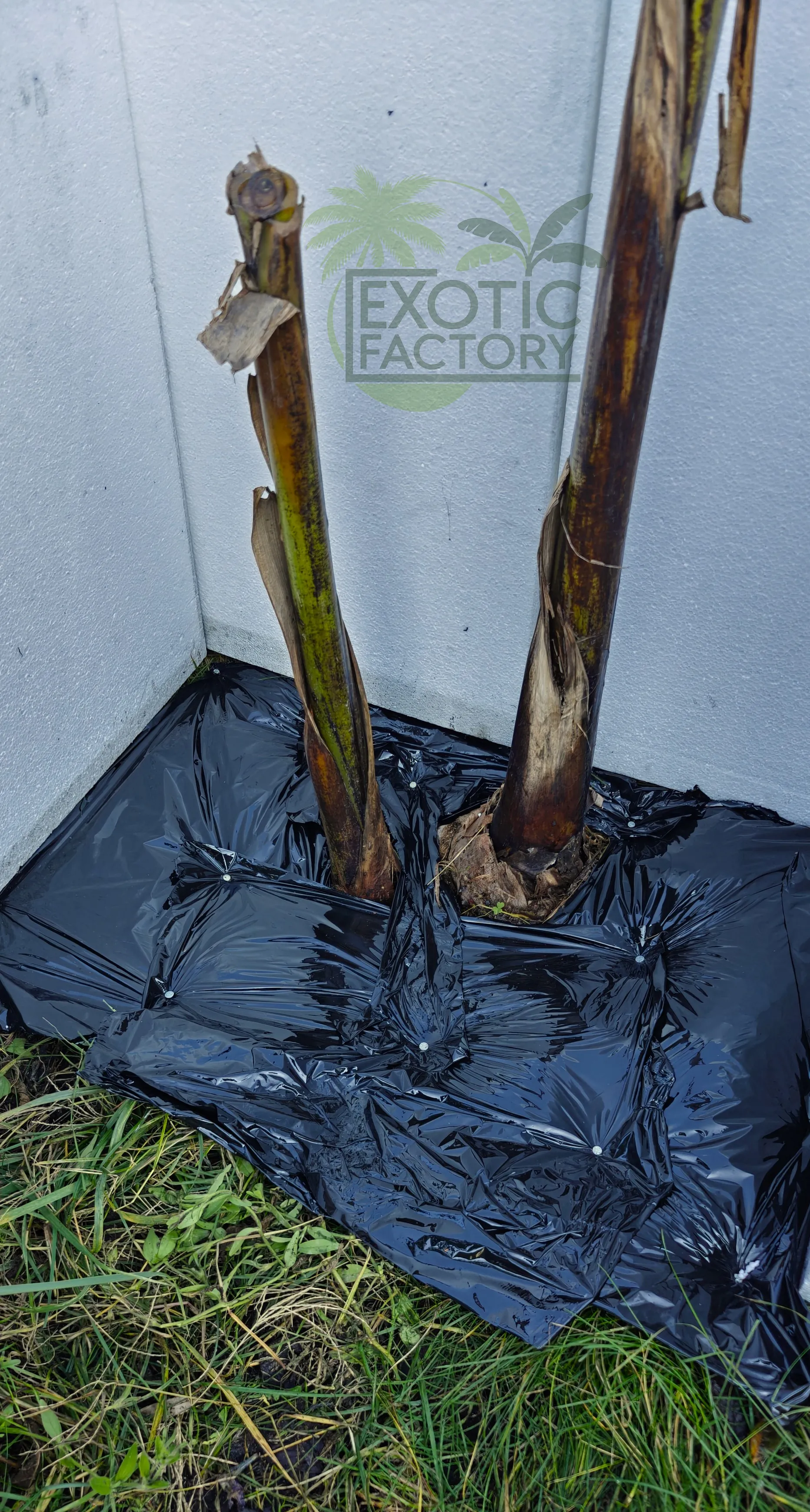 przygotowanie bananowca musa basjoo do zimowania