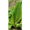 zbliżenie na zielony liść z bordowymi pasami bananowca musa sikkimensis red tiger