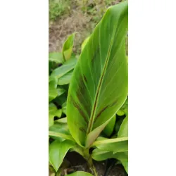 zbliżenie na zielony liść z bordowymi pasami bananowca musa sikkimensis red tiger