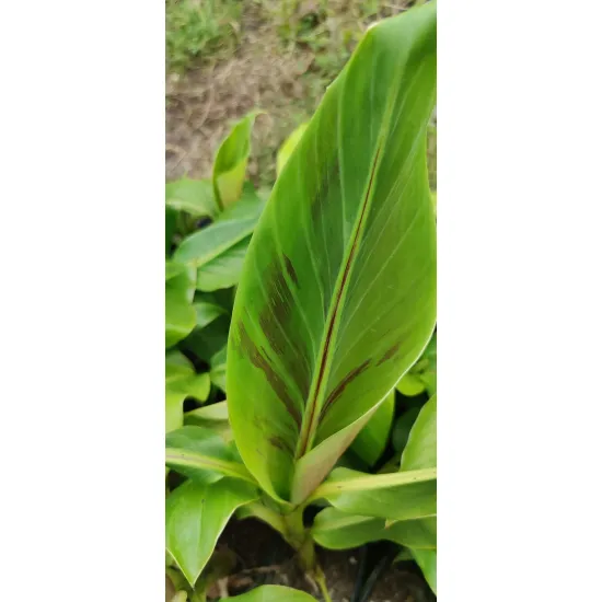zbliżenie na zielony liść z bordowymi pasami bananowca musa sikkimensis red tiger