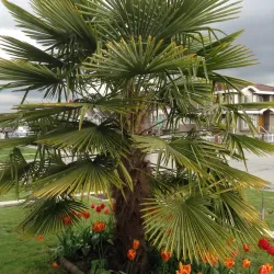 Palma mrozoodporna Trachycarpus fortunei x nainital rosnąca w gruncie