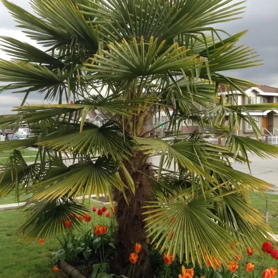 Palma mrozoodporna Trachycarpus fortunei x nainital rosnąca w gruncie