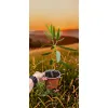 oferowana sadzonka Nerium oleander w doniczce