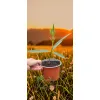 oferowana sadzonka oleandra pomarańczowego