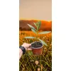 oferowana sadzonka oleandra kwitnącego na morelowo